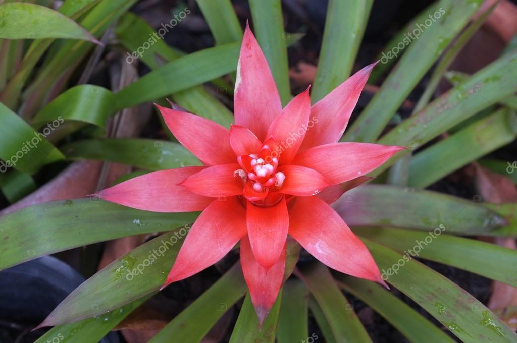 Bromelia rosada fotos de stock, imágenes de Bromelia rosada sin royalties |  Depositphotos