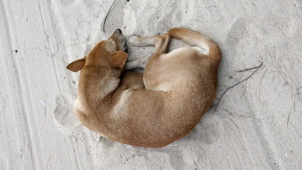 Dog sleeping on sand beach — Stock Photo, Image