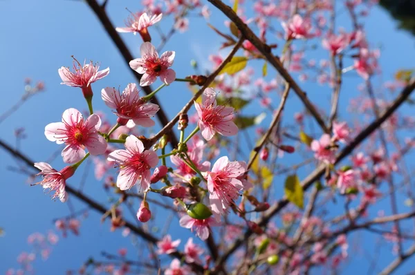 Rosarote Kirschblüte — Stockfoto