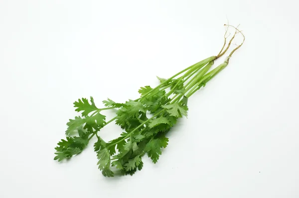 ใบสีเขียวของผักชีฝรั่งที่มีราก — ภาพถ่ายสต็อก