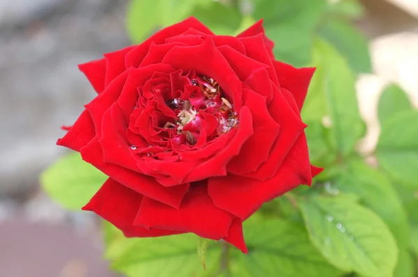 Rosa vermelha com folhas verdes — Fotografia de Stock