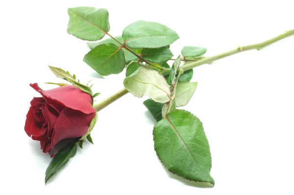 Natural red and pink rose — Stock Photo, Image