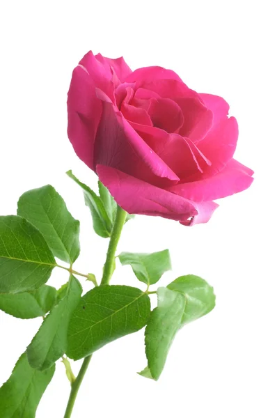 Natural pink rose — Stock Photo, Image