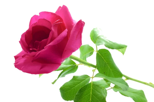 Natural pink rose — Stock Photo, Image