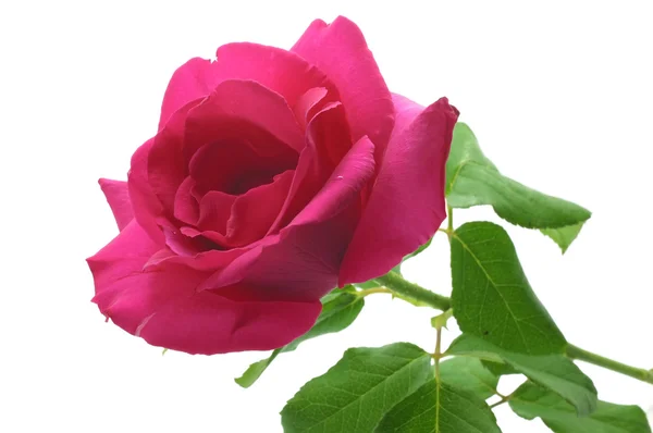 Natural pink rose — Stock Photo, Image