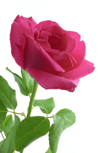 Natural pink rose — Stock Photo, Image