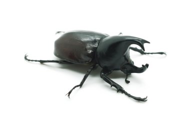 Gergedan büyük boynuz böceği böcek