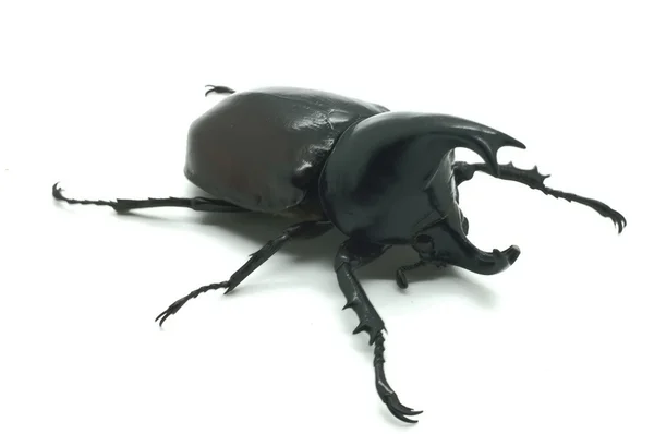 Ріно великий жук рогу жук — стокове фото