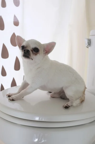 Hund im Badezimmer — Stockfoto