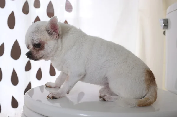 Cão na sala de banho — Fotografia de Stock