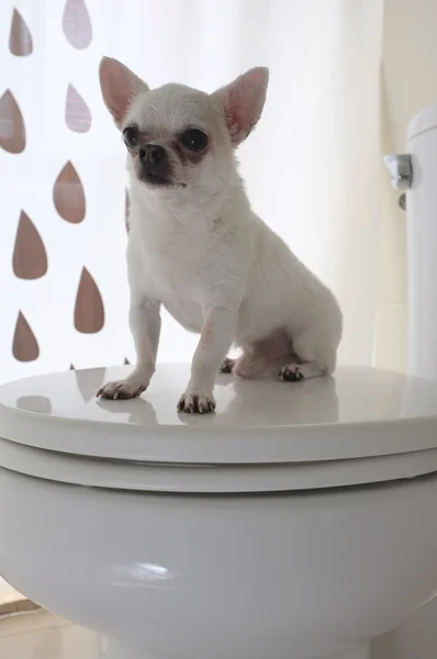 Hund im Badezimmer — Stockfoto