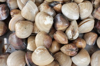 Ham ve taze istiridye