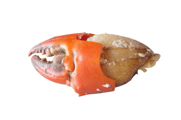 Gotowane claw crab — Zdjęcie stockowe