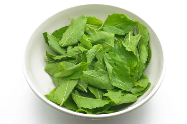 Basil leaves — Stock Photo, Image