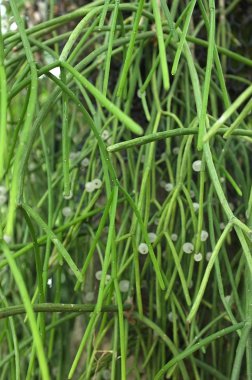 Atatürk tirucalli Linn, kalem ağaç, kurt süt bitki dallı