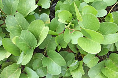 Keçi ayağı sarmaşık, Beach Morning Glory deniz plaj