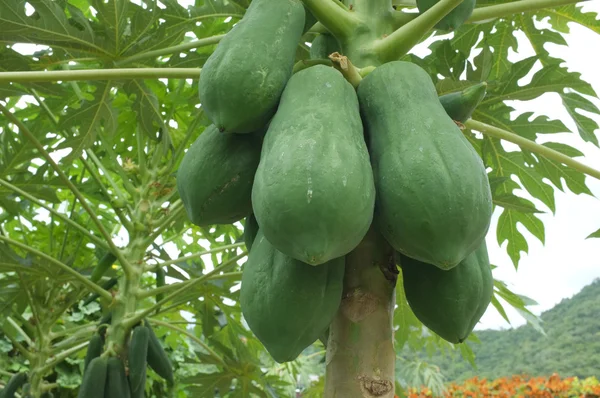 Färsk grön papaya i gård — Stockfoto