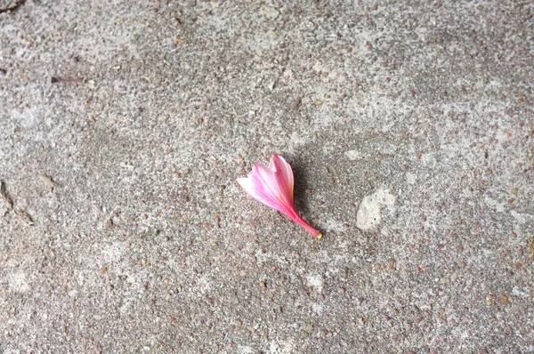 Plumeria bianca e rosa su cemento — Foto Stock