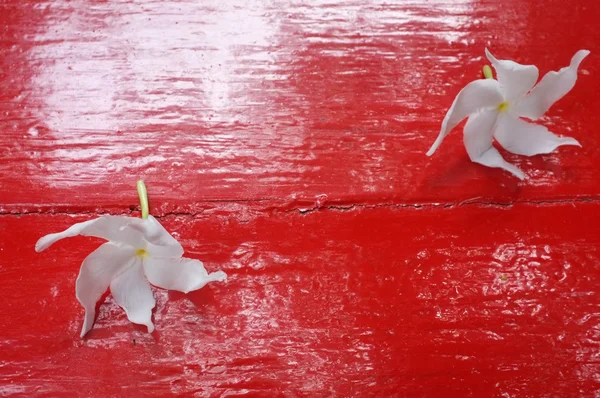 Kırmızı ahşap arka plan üzerinde beyaz Sampaguita Yasemin — Stok fotoğraf