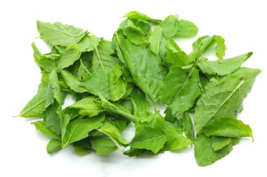 Taze fesleğen yaprağı yeşil yığını