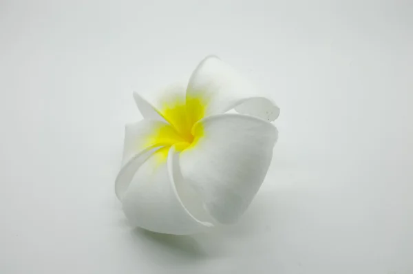 Witte en gele Plumeria op wit — Stockfoto