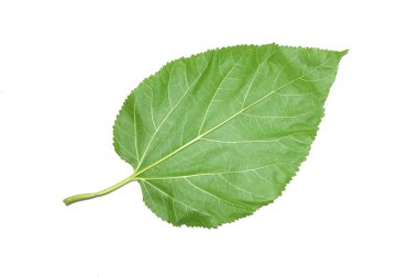 Beyaz arkaplanda yalıtılmış dut yaprağı