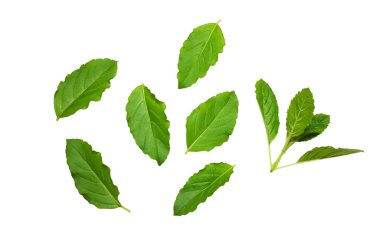 Beyaz arkaplanda taze fesleğen yaprakları