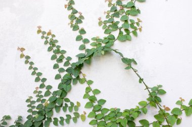 Coatbuttons Meksika daisy bitki