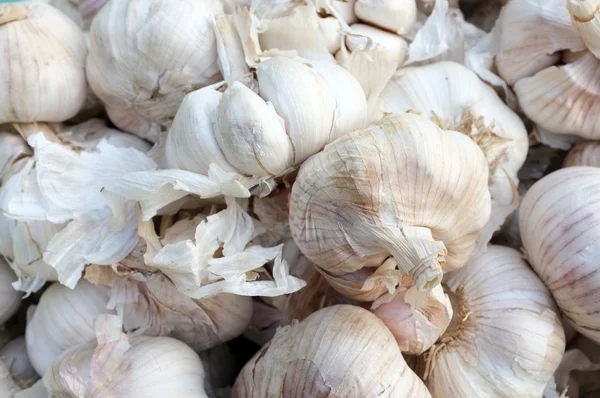 Ampul veya Tay sarımsak başkanı