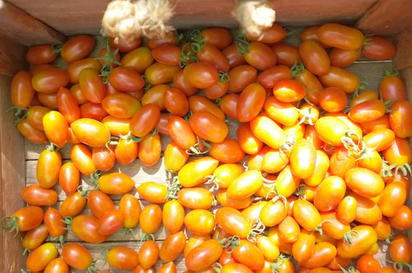 Красные помидоры из вишни или винограда — стоковое фото