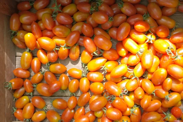 Red cherry or grape tomatoes — Stock Photo, Image