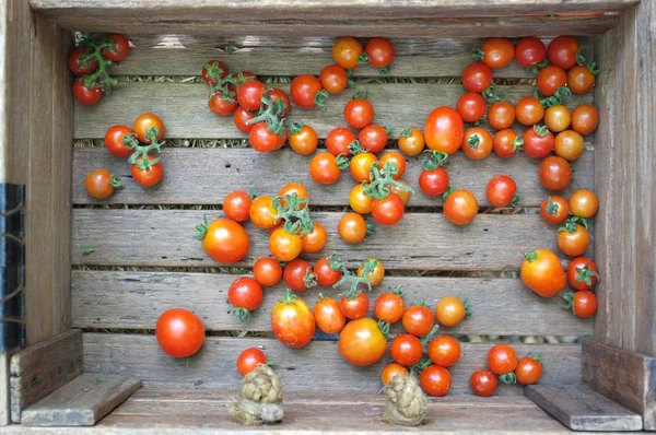 Röda körsbär eller druva tomater — Stockfoto