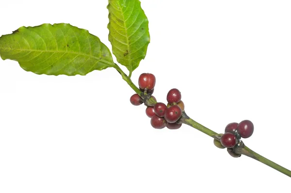 Raw fresh coffee bean with branch and leaf — Stock Photo, Image