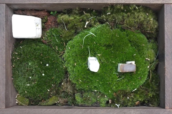 Mousse fraîche verte dans un cadre en bois — Photo