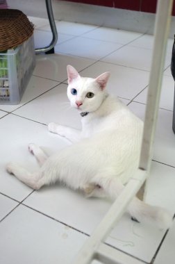 Çift gözler renkli beyaz kedi, sarı ve mavi