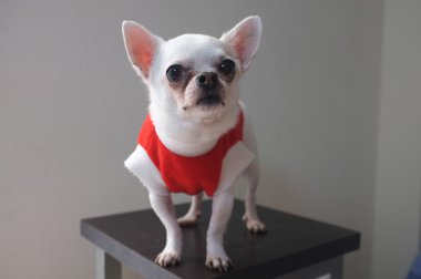 Kırmızı gömlek Chihuahua oturan