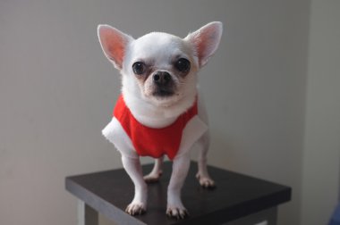 Kırmızı gömlek Chihuahua oturan
