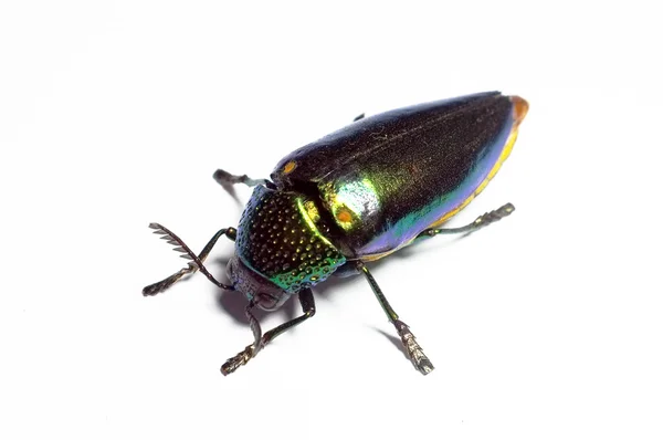 Escarabajo de la joya, escarabajo taladro de madera metálica en Tailandia — Foto de Stock