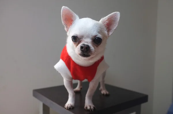 Sitzender Chihuahua im roten Hemd — Stockfoto