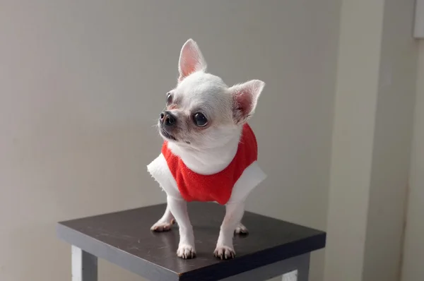 Sitzender Chihuahua im roten Hemd — Stockfoto