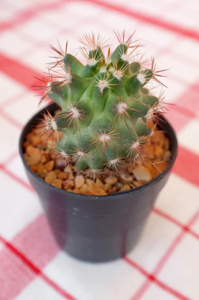 Petit cactus en pot plastique noir — Photo