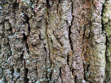 Ağaç kabuğu - ağaç dokusu