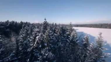 Kışın orman - ağaçların üzerinde insansız hava aracı uçar