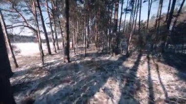 Kışın orman - İHA uçuşları ağaçlar fırlatır