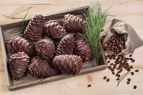 Branch cedar cones and nuts. — Stock Photo, Image