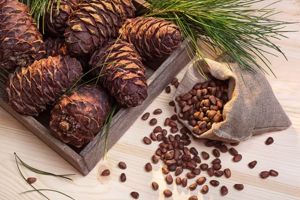 Cones e sementes de cedro . — Fotografia de Stock