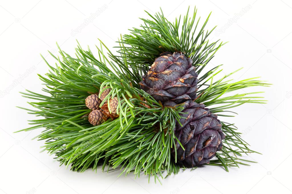Branches and mature cones of Siberian cedar pine. Close-up, studio shot.