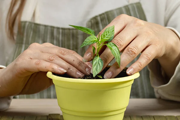 Mudas Transplante Mãos Femininas Plantando Pimentas Jovens Grandes Vasos Close — Fotografia de Stock