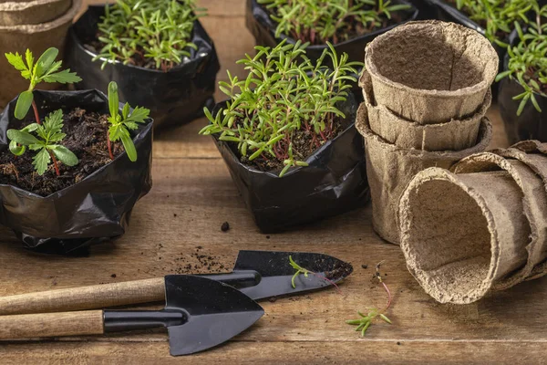 Tofny Potes Ferramentas Jardim Transplantando Mudas Flores Sacos Plástico Espaço — Fotografia de Stock