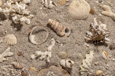 Deniz kabukları ve kumla yaz tatili arka planı, üst manzara..